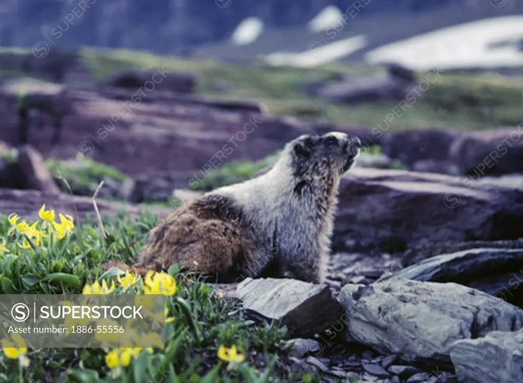MARMOT in the ROCKY MOUNTAINS with YELLOW WILDFLOWERS - WATERTON GLACIER INT. PEACE PARK, MONTANA