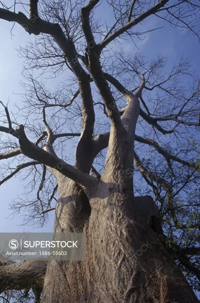 The magnificent & unusual BAOBAB TREE (Adansonia digitata)- LAKE KARIBA RECREATIONAL PARK, ZIMBABWE