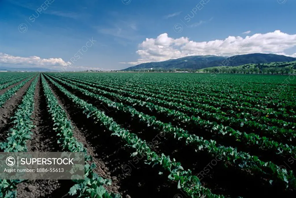 Rows of young cauliflower, Salinas Valley, California