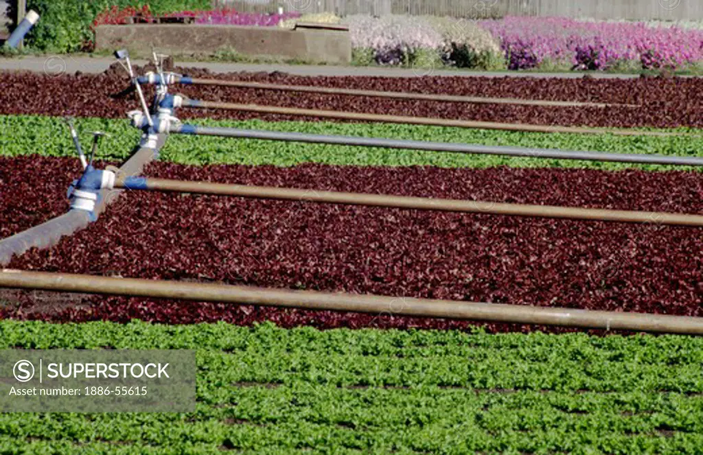 Baby red & green curly leaf lettuce alternate in rows - Watsonville, California