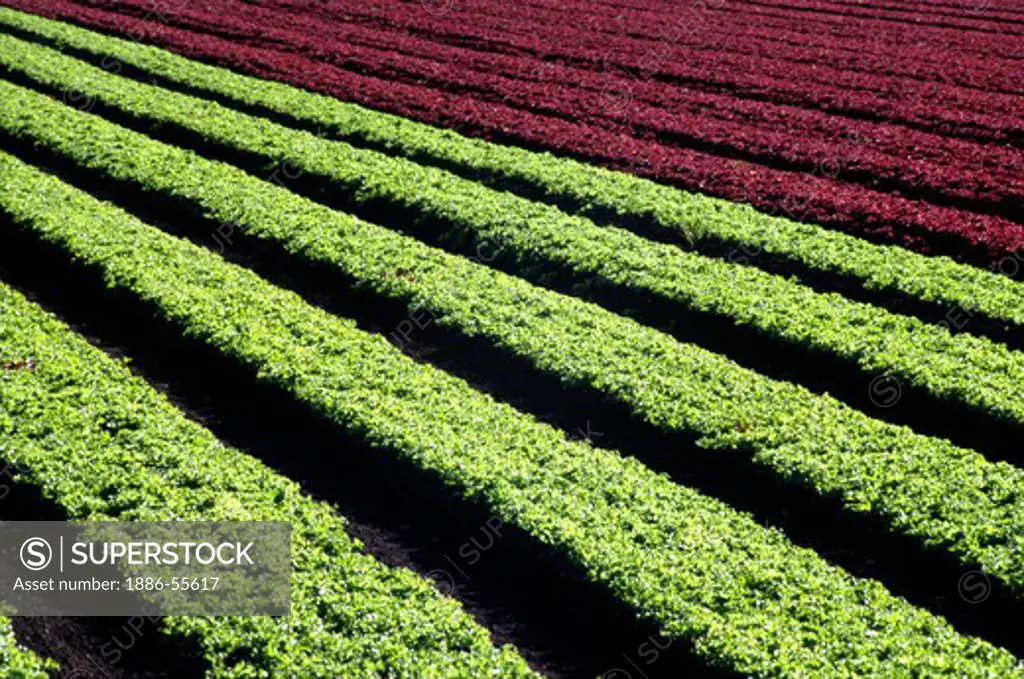 Alternating rows of baby red and green curly leaf lettuce - Watsonville,  California