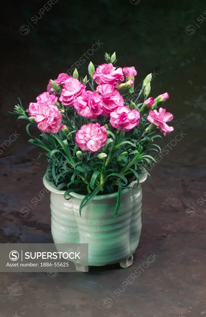 Potted commercially grown pink CARNATION flowers