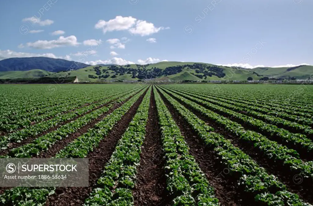Rows of green leaf lettuce, Salinas Valley, California