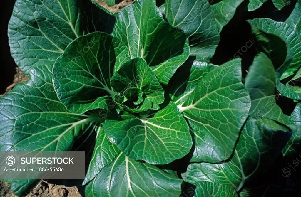 Close up of Bok Choy in the field - Salinas Valley, California