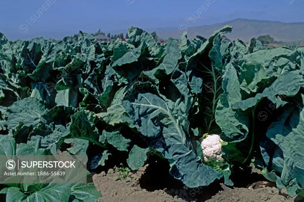 A head of cauliflower ripens in the field - Salinas Valley, California