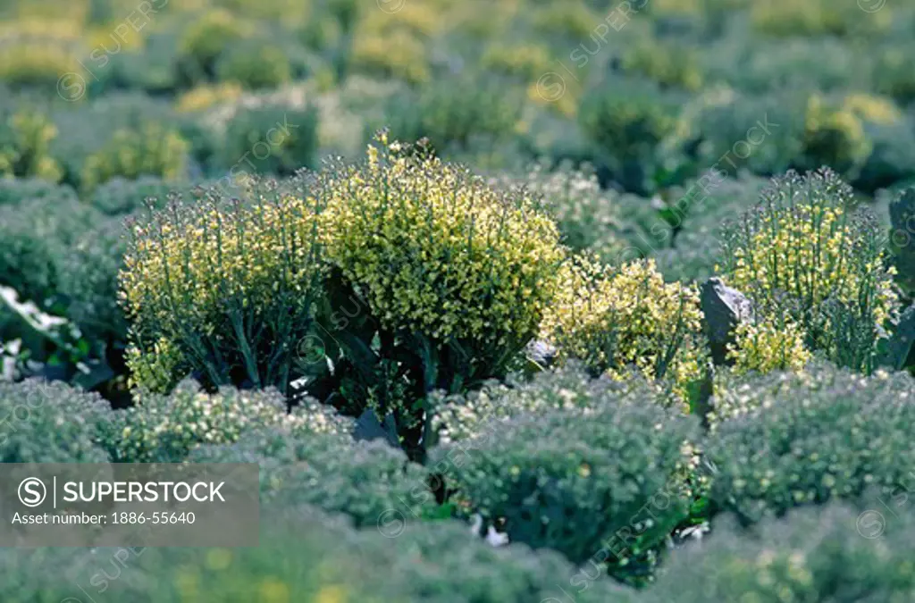 Broccoli plants grown for seed - Salinas Valley, California