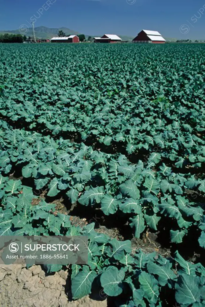 Young Broccoli field with farm buildings and barn - Salinas Valley, California