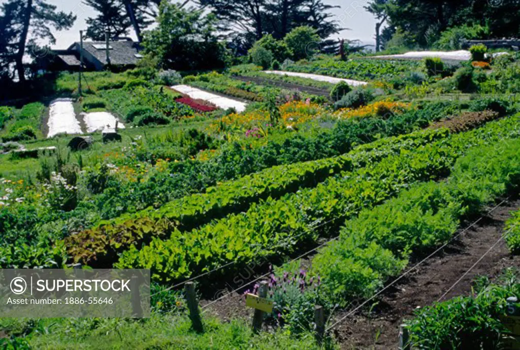 Organic vegetable garden with chives, carrots, chard, lettuce and more - Esalen Institute - Big Sur, California