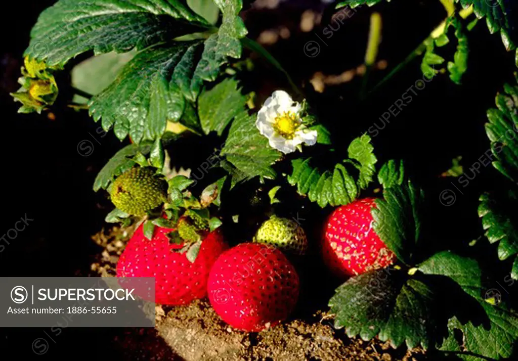 Close-up of STRAWBERRIES growing in the fields - SALINAS VALLEY, CALIFORNIA