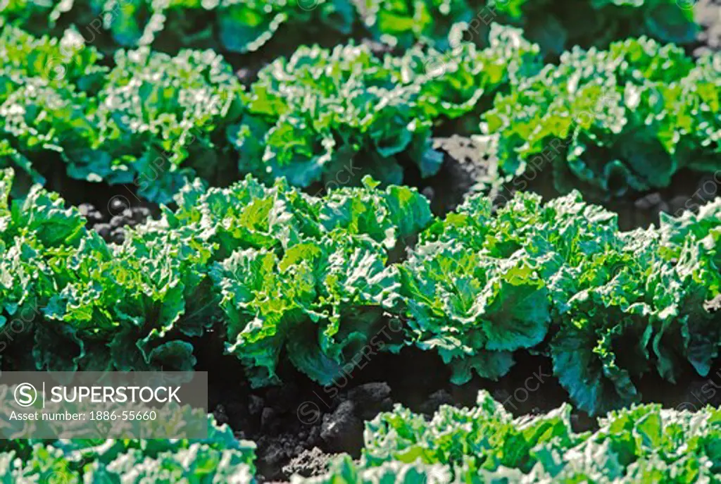 Green curly leaf lettuce rows, Salinas Valley, California