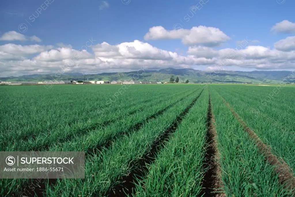 Rows of green onions grow in the Salinas Valley of California