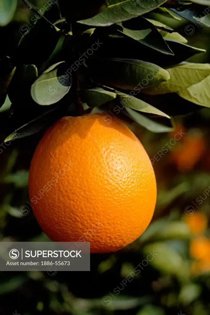 An ORANGE (Citrus sinensis) ripens on a tree in an ORCHARD - SOUTHERN, CALIFORNIA