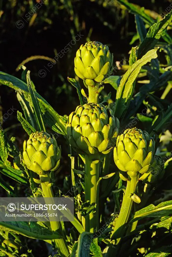 ARTICHOKES ripen in a field in the late afternoon light - MONTEREY, CALIFORNIA