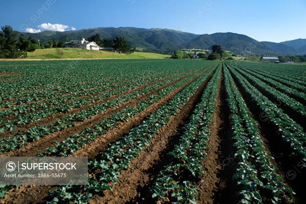 A BROCCOLI FIELD grows in the SALINAS VALLEY of CALIFORNIA