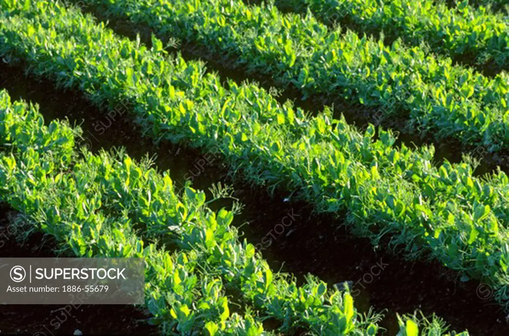 A crop of PEAS grow in the rich soil of the - SALINAS VALLEY, CALIFORNIA