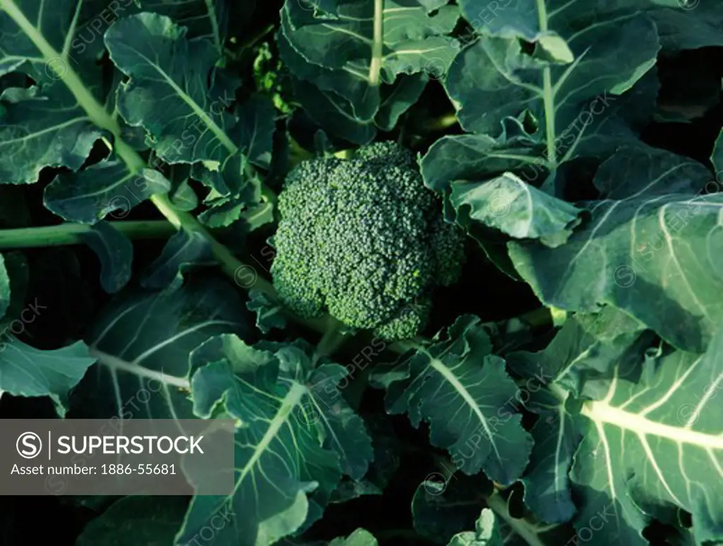 Close up of BROCCOLI growing in the SALINAS VALLEY of CALIFORNIA
