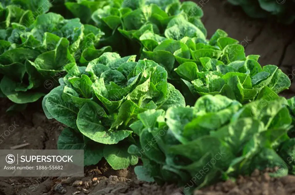 ROMAINE LETTUCE is grown in the SALINAS VALLEY of CALIFORNIA