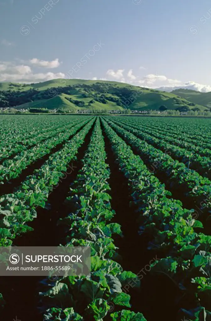 Rows of young cauliflower, Salinas Valley, California