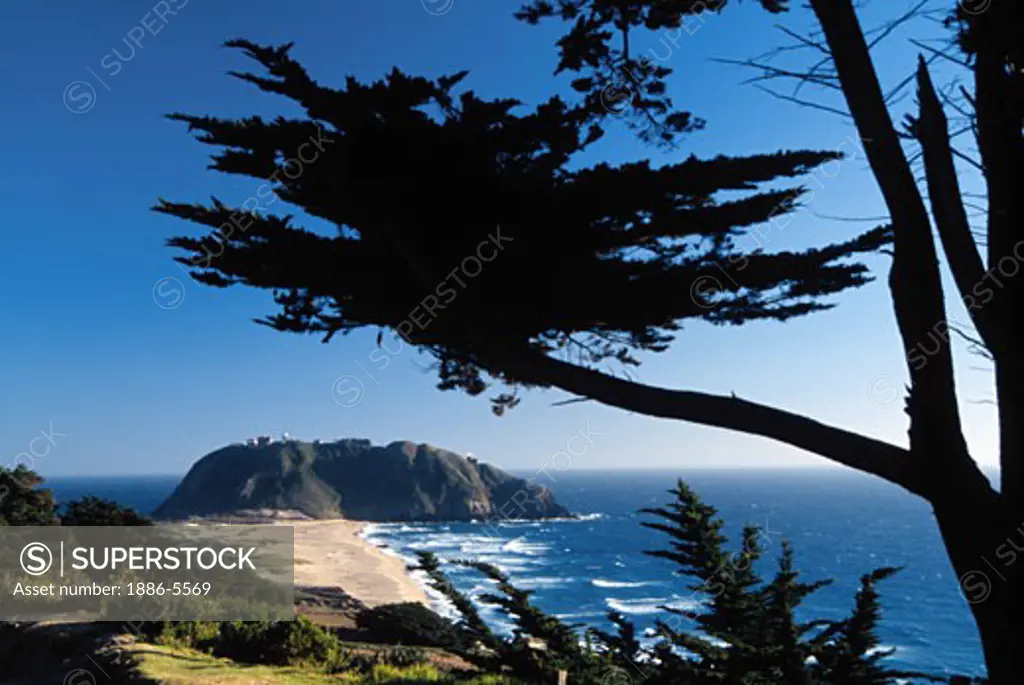 A MONTEREY CYPRESS frames the POINT SUR LIGHTHOUSE which overlooks the PACIFIC OCEAN - BIG SUR, CALIFORNIA  