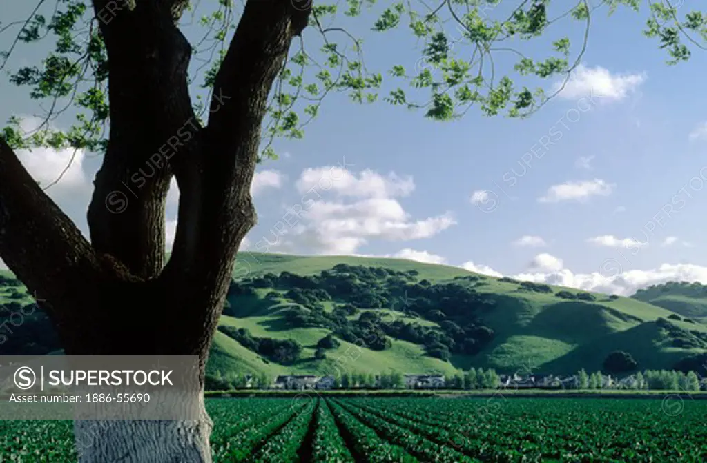 Almond tree and cauliflower field - Salinas Valley, California