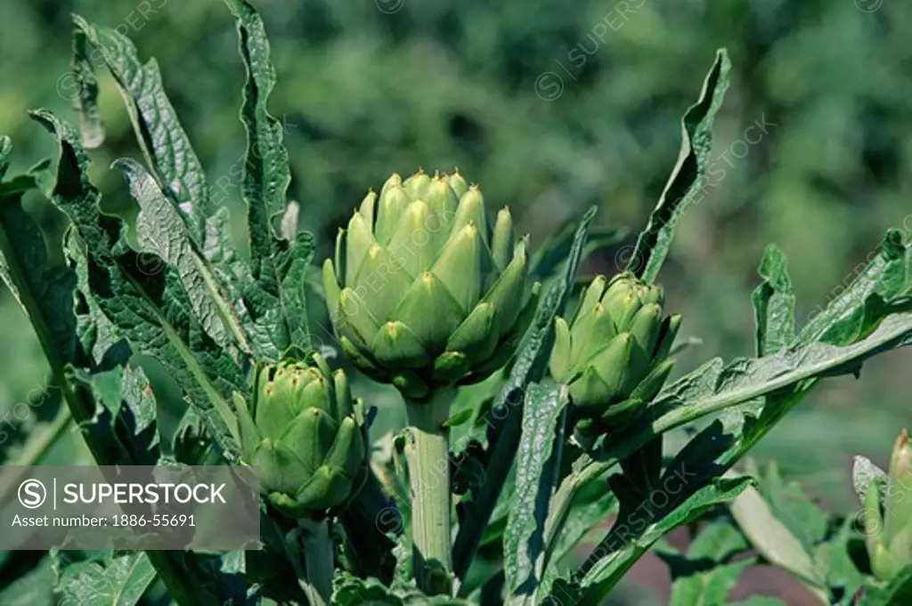 Close up of artichokes growing on the stalk, Central Coast of California