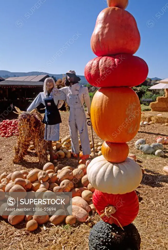 PUMPKINS of various colors and fall harvest squash displayed for Hallowe'en with scarecrows - EARTHBOUND FARMS, CARMEL VALLEY, CALIFORNIA