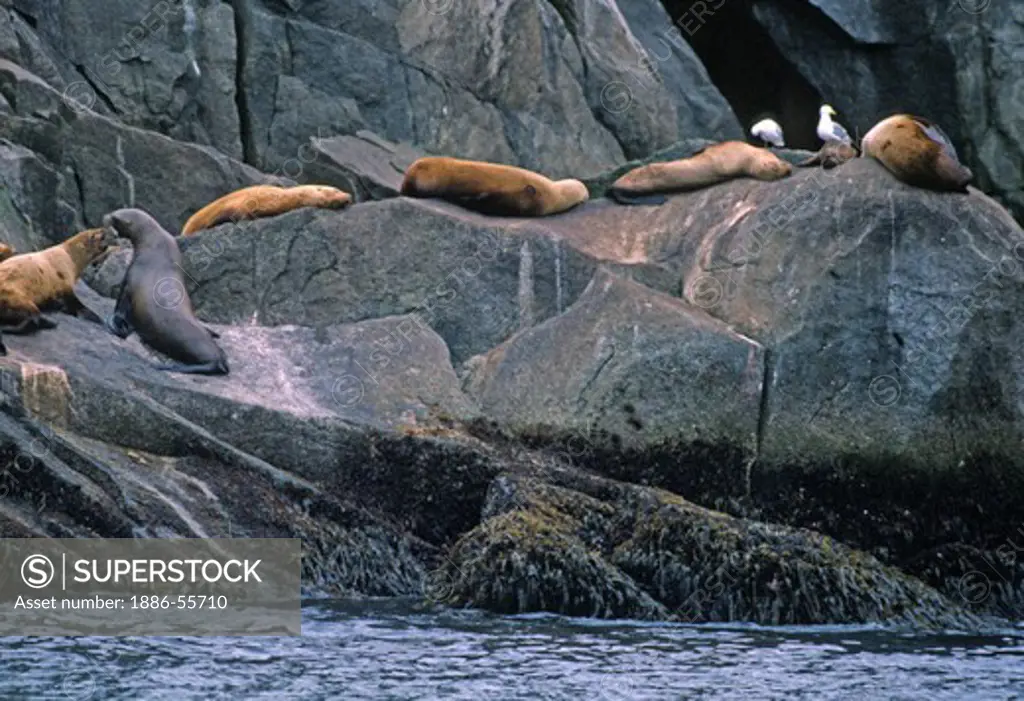 STELLER SEA LIONS (Eumetopias jubatus) sun bathing at the seaside - CHISWELL ISLANDS, FJORDS NATIONAL PARK, ALASKA