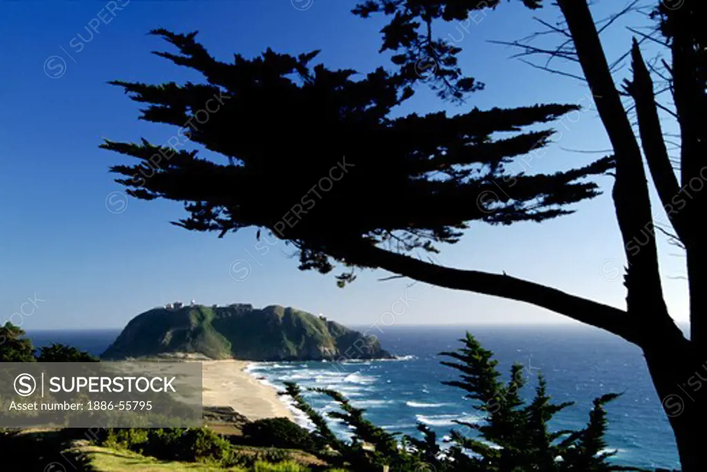 A MONTEREY CYPRESS (Cupressus macrocarpa) frames the POINT SUR LIGHTHOUSE which overlooks the PACIFIC OCEAN - BIG SUR, CALIFORNIA
