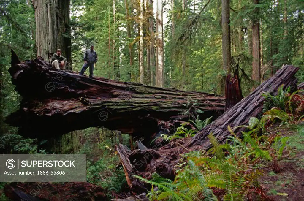 Visitors admire a fallen giant in the OLD GROWTH REDWOODS of REDWOOD STATE PARK south of EUREKA CALIFORNIA (MR)