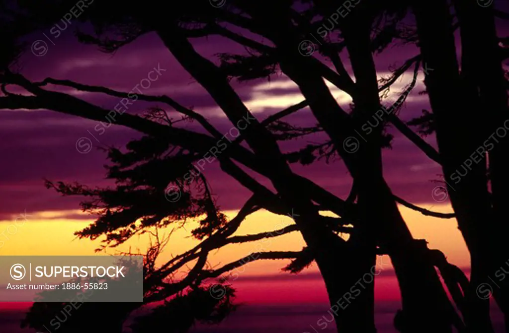 The sun sets through the branches of a MONTEREY CYPRESS (Cupressus macrocarpa) - CARMEL, CALIFORNIA