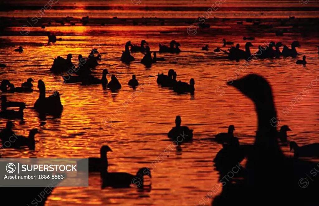 SUNSET over ducks and geese in SANTA BARBARA BIRD REFUGE - CALIFORNIA 
