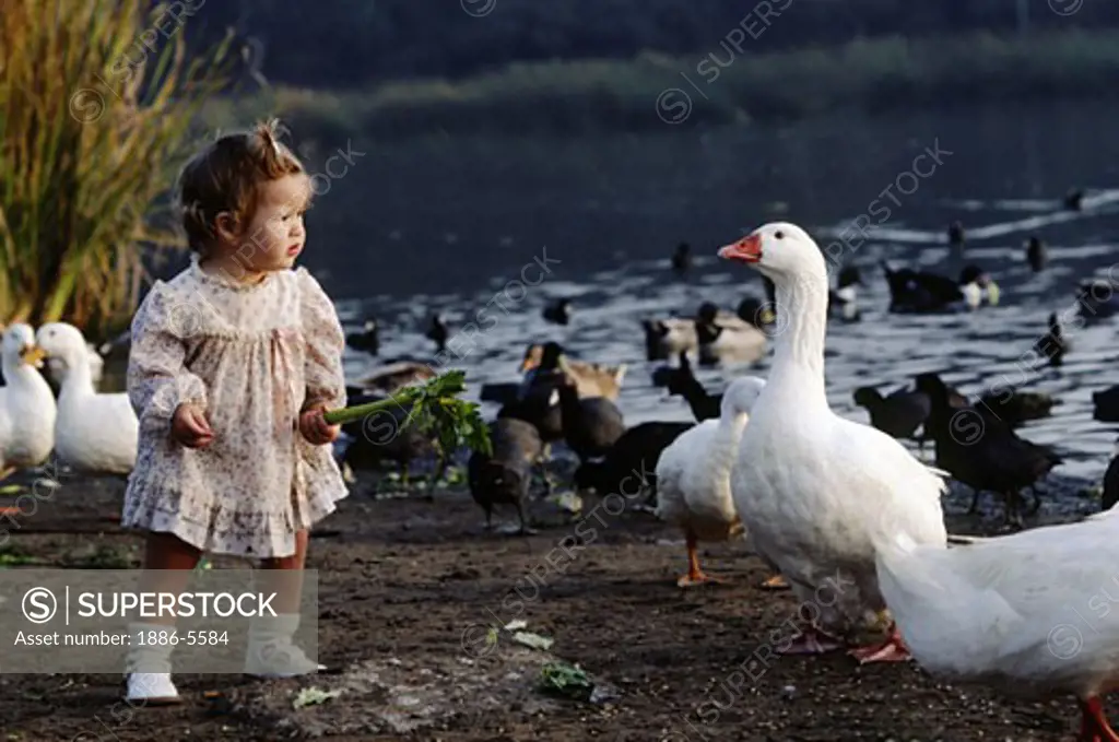 LITTLE GIRL and DOMESTIC GEESE (Anser 'domesticus) and coots (Fulica Atra) at the Santa Barbara Bird Refuge - CALIFORNIA
