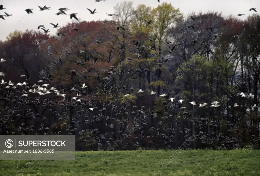 CANADIAN GEESE (Branta canadensis) and SNOW GEESE (Chen caerulescens) in flight in the Eastern Seaboard flyway of upstate New York