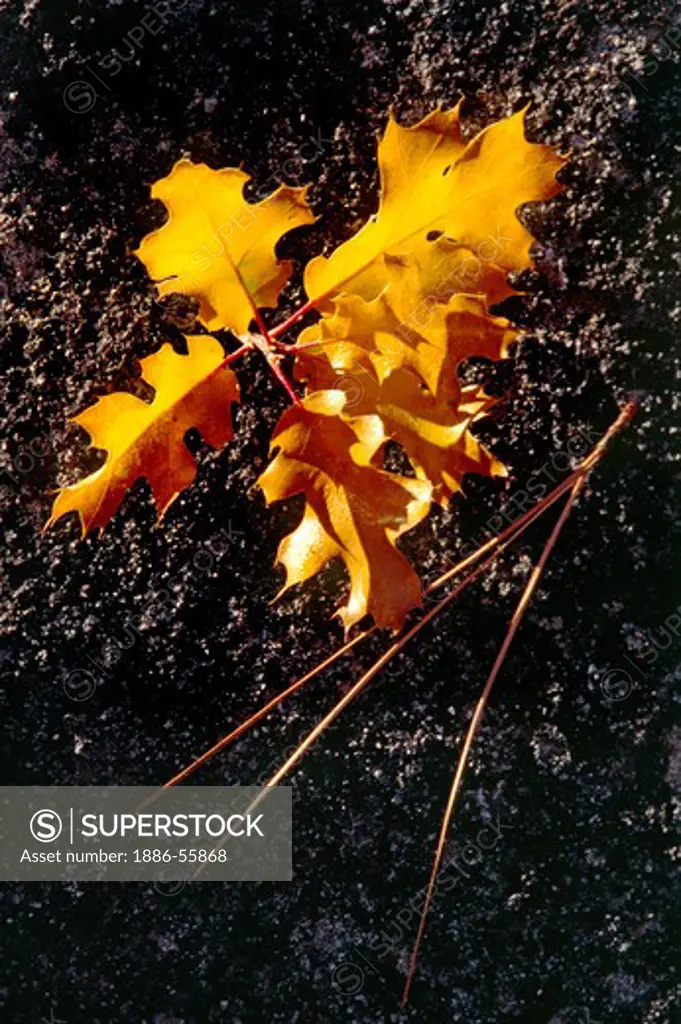 Yellow LIVE OAK (genus Quercus) LEAVES & pine needle, PINE VALLEY - VENTANA WILDERNESS, CALIFORNIA