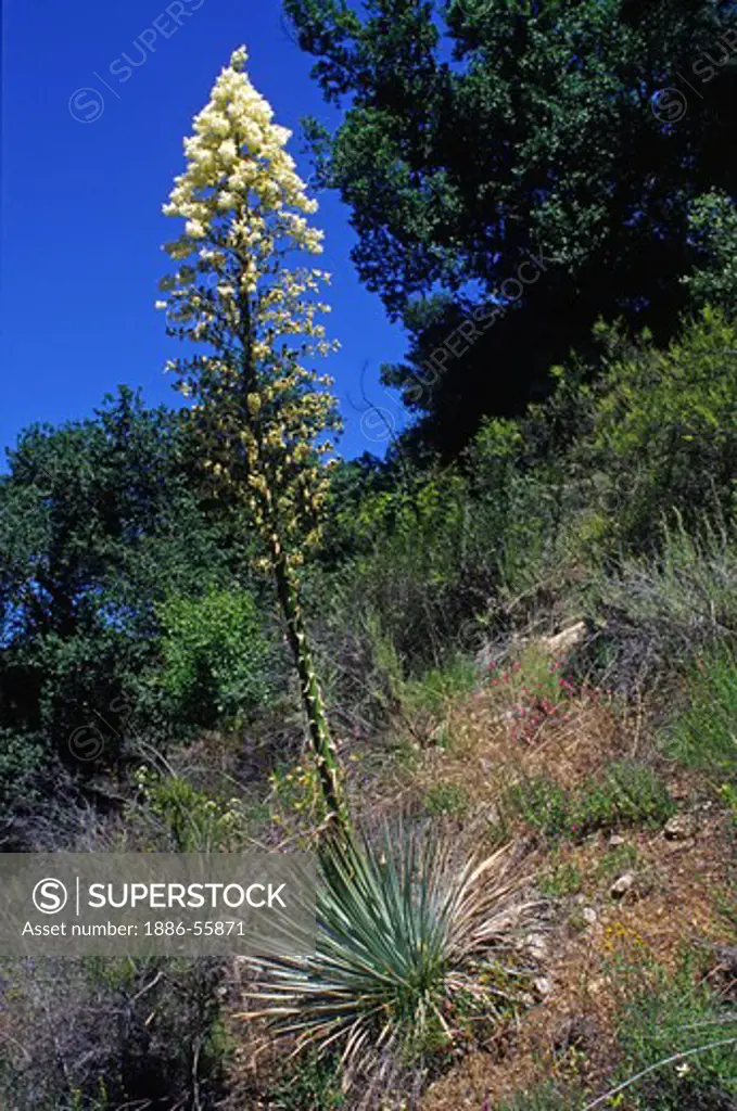 YUCCA (genus Yucca) in bloom - VENTANA WILDERNESS, CALIFORNIA