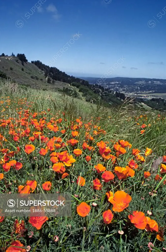 CALIFORNIA POPPY (Eschscholzia californica) field in CARMEL VALLEY