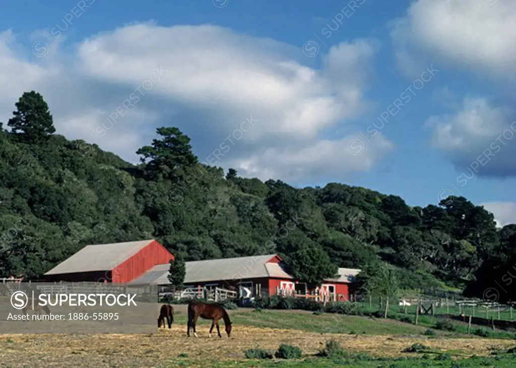 Classic HORSE RANCH complete with red barns graces the CARMEL VALLEY - CALIFORNIA