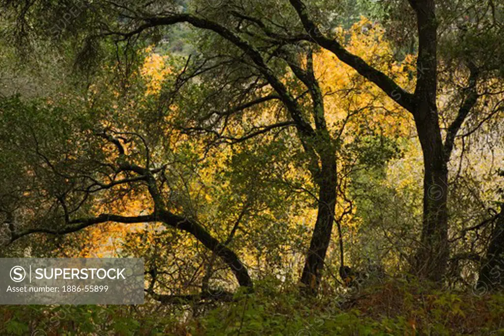 OAK TREES during AUTUMN in GARLAND REGIONAL PARK - CARMEL VALLEY, CALIFORNIA