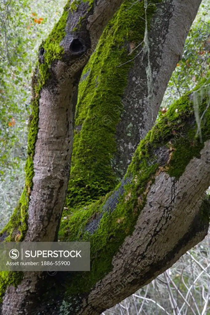OAK TREES covered in GREEN MOSS during the rainy season in GARLAND REGIONAL PARK - CARMEL VALLEY; CALIFORNIA