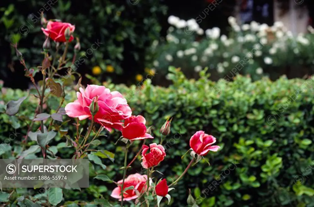 RED & WHITE ROSES (genus Rosa) in a formal GARDEN