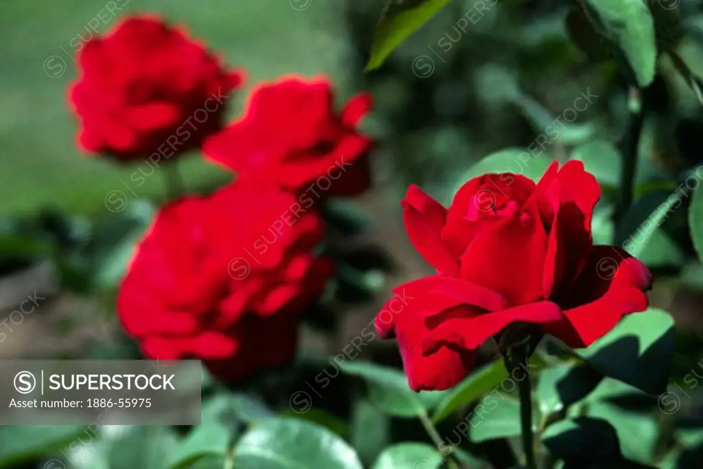 RED ROSES in full bloom