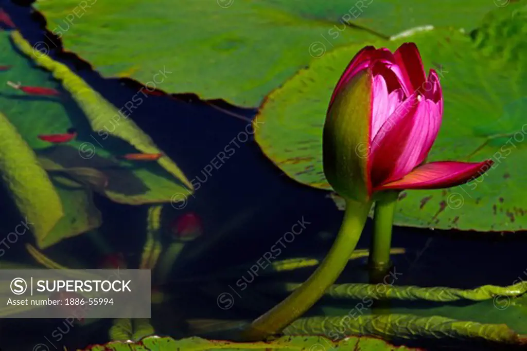 WATER LILY (Nymphaea odorata) in the ENCHANTING FLORAL GARDENS in KULA - MAUI, HAWAII