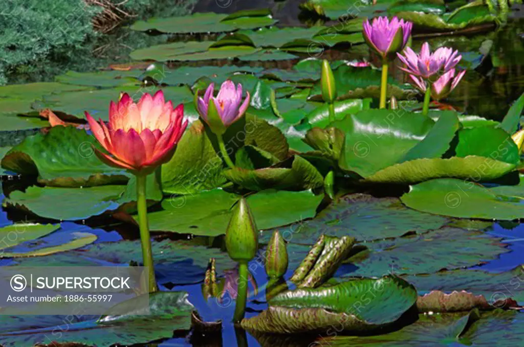 WATER LILIES (Nymphaea odorata) are also known as LOTUS BLOSSOMS - MAUI, HAWAII