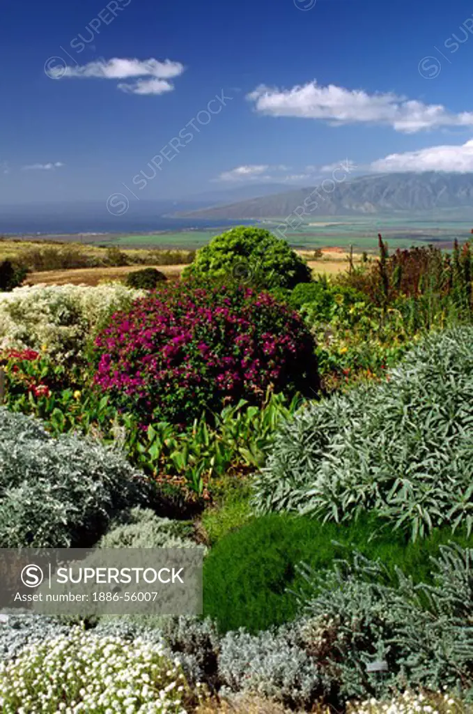 Colorful landscape of the ENCHANTING FLORAL GARDENS in KULA - MAUI, HAWAII