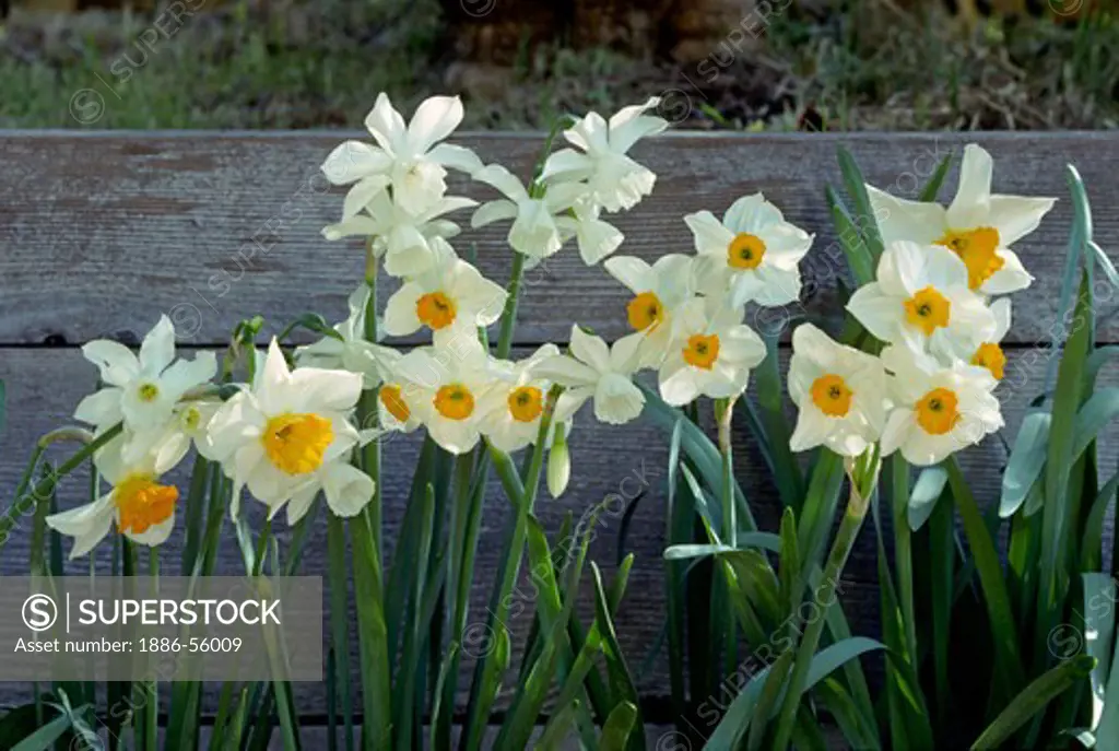 DAFFODILS (Narcissus pseudonarcissus) blooming in spring - CALIFORNIA