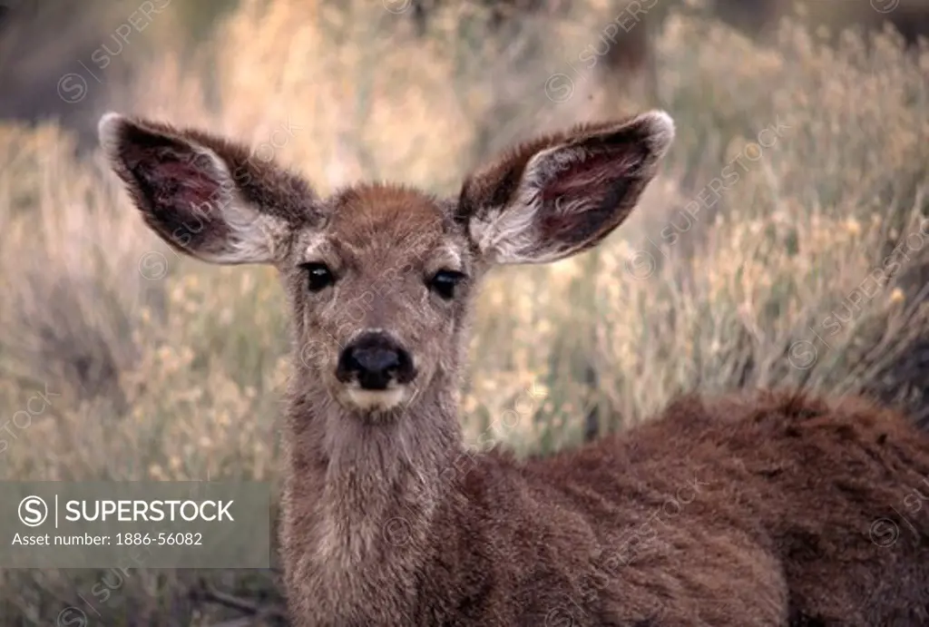 Young deer (Cervidae family) forages along the South Rim of the GRAND CANYON NATIONAL PARK at 7,000 foot elevation - ARIZONA