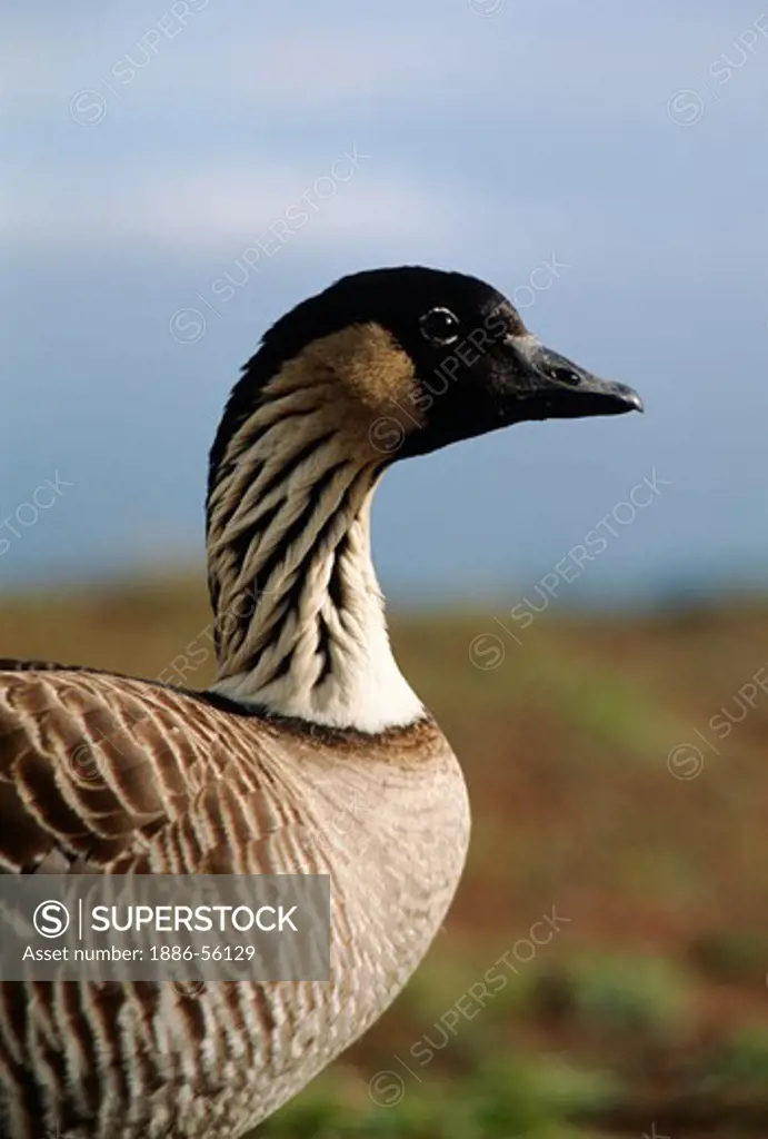 Close-up of the endangered NENE GOOSE (Branta sandvicensis) found only on the Hawaiian Islands - MAUI, HAWAII