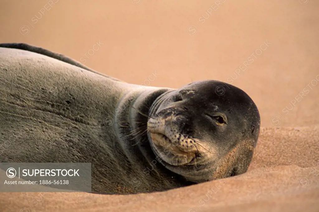 This ENDANGERED FEMALE MONK SEAL (Monachus schauinslandi) comes to HOOKIPA BEACH PARK twice a year for a few days only - MAUI, HAWAII