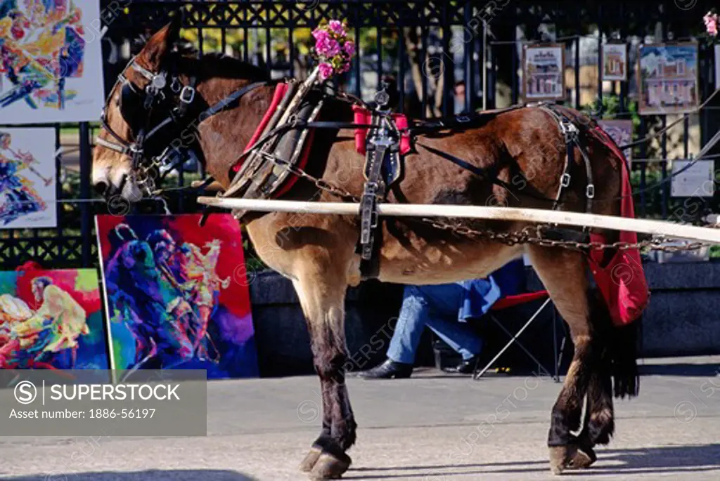 DONKEY (Equus asinus) is hitched & ready to give tourists a ride in the FRENCH QUARTER - NEW ORLEANS, LOUISIANA