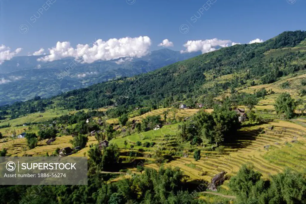 RICE & MILLET are the main crops grown in the lower middle hills on route to MAKALU - EASTERN, NEPAL
